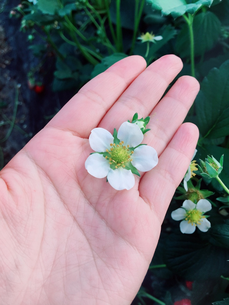 �������Ĵ�ɫ��