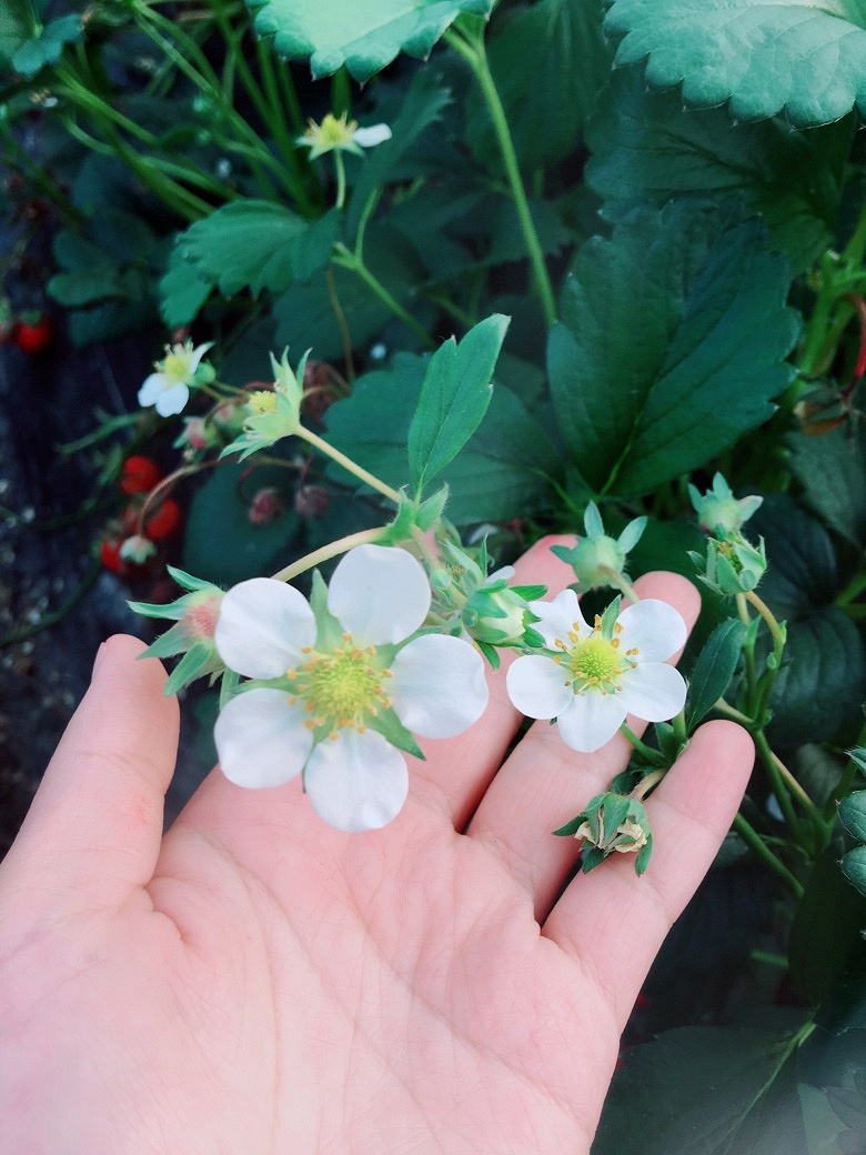 �������Ĵ�ɫ��