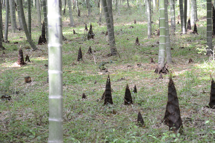 �Լ��γ���ˮ�ڲ��Ļ�4A������