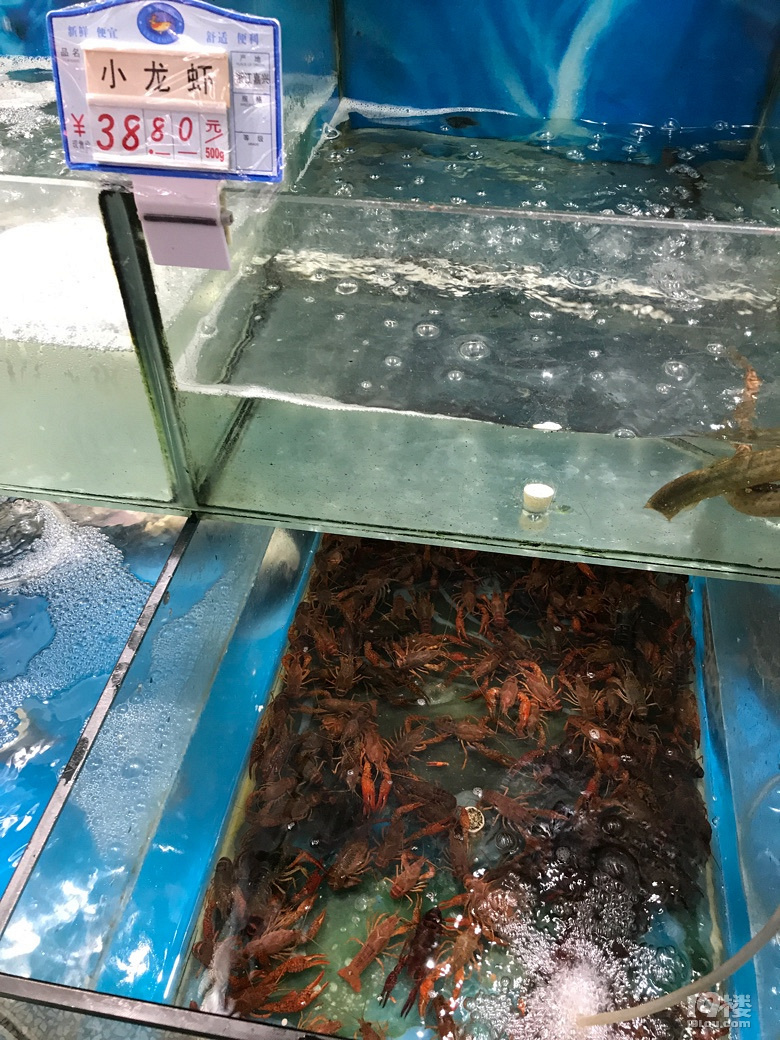 现在的小龙虾这么贵