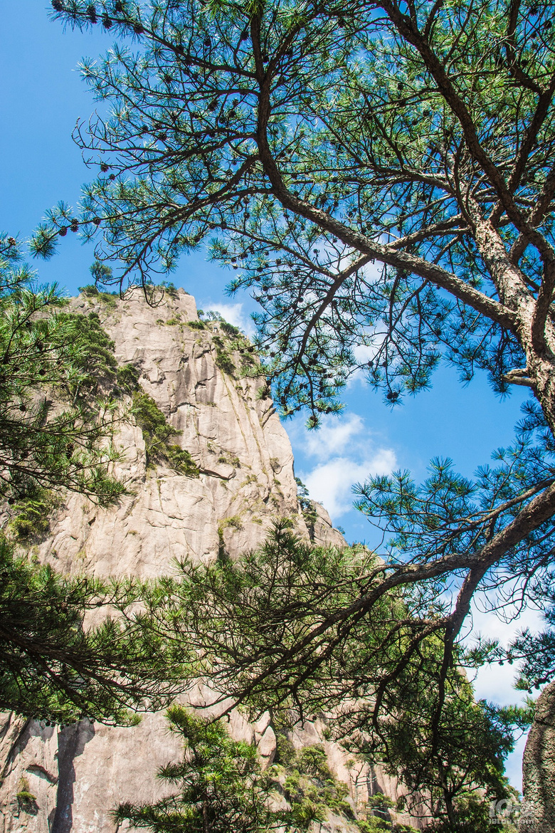 峻美黄山松和石