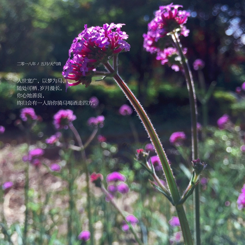 �����ڸ質