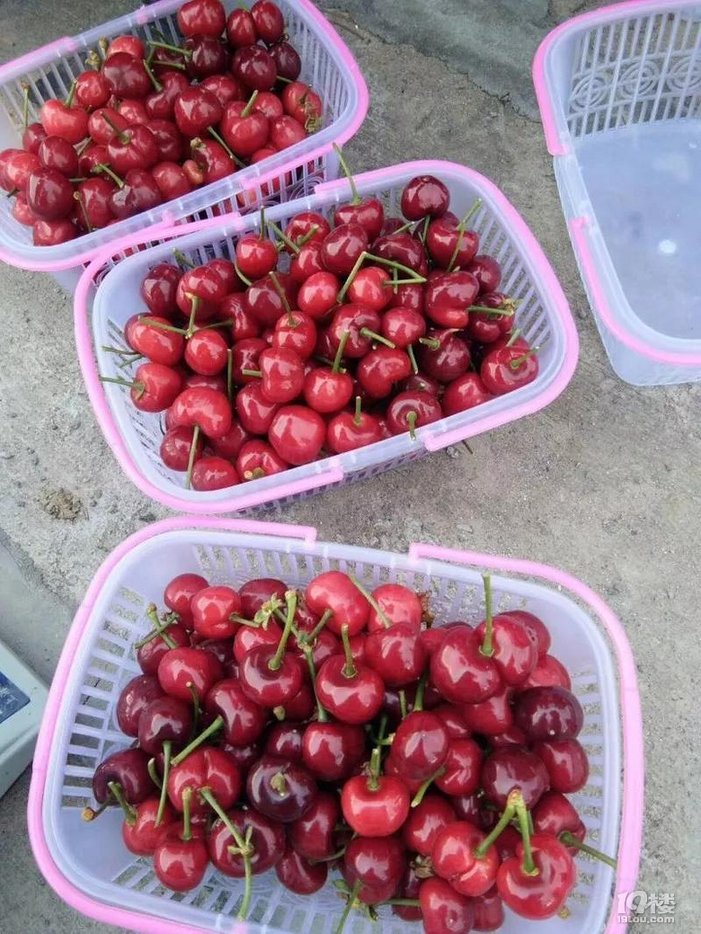 小嘉采摘团嘉兴第一场车厘子采摘来咯