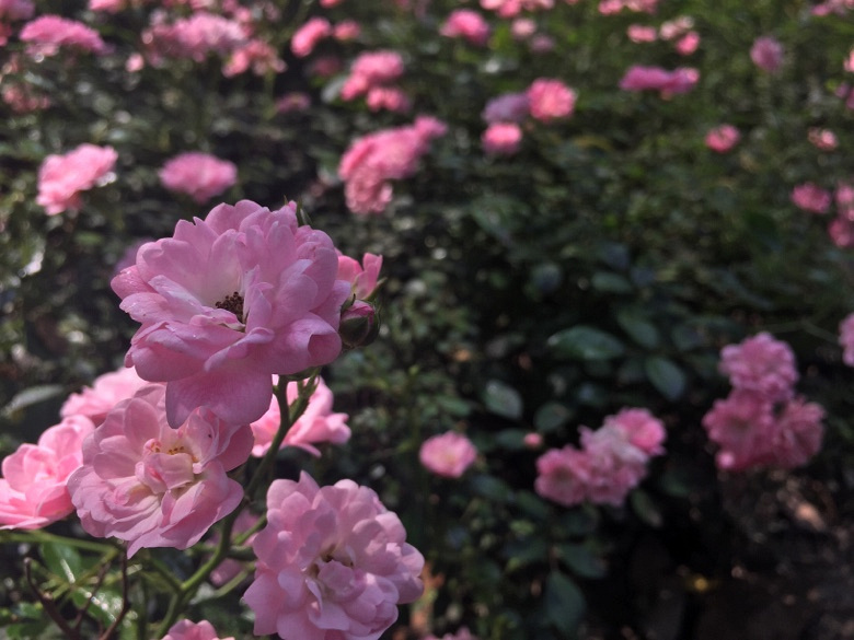 ��Ȼ���ȣ�������������hahaha