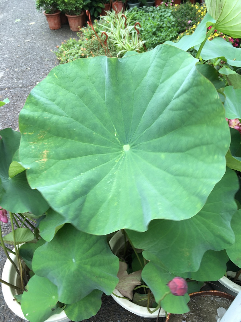 520 还有一种爱叫做爱自己【月河篇】