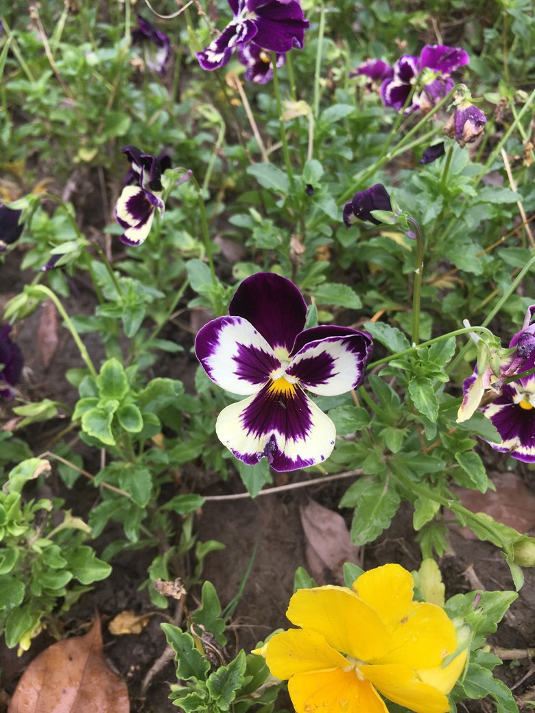 ��԰��Ļ���