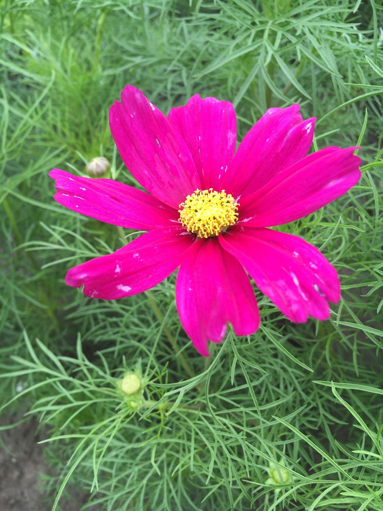 ��԰��Ļ���