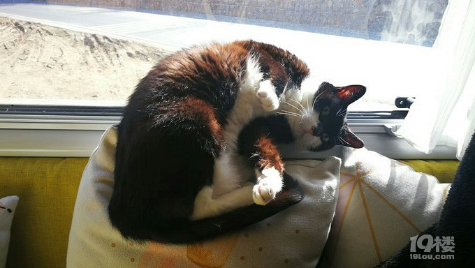 2人2猫房车自驾游:去林芝看桃花