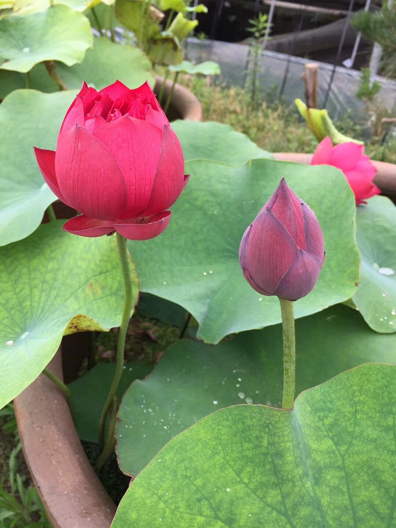 ��԰��ĺɻ�