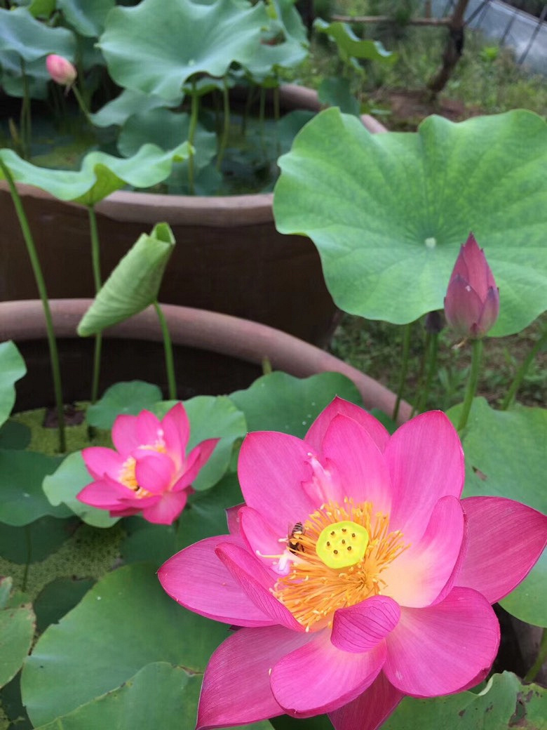 ��԰��ĺɻ�