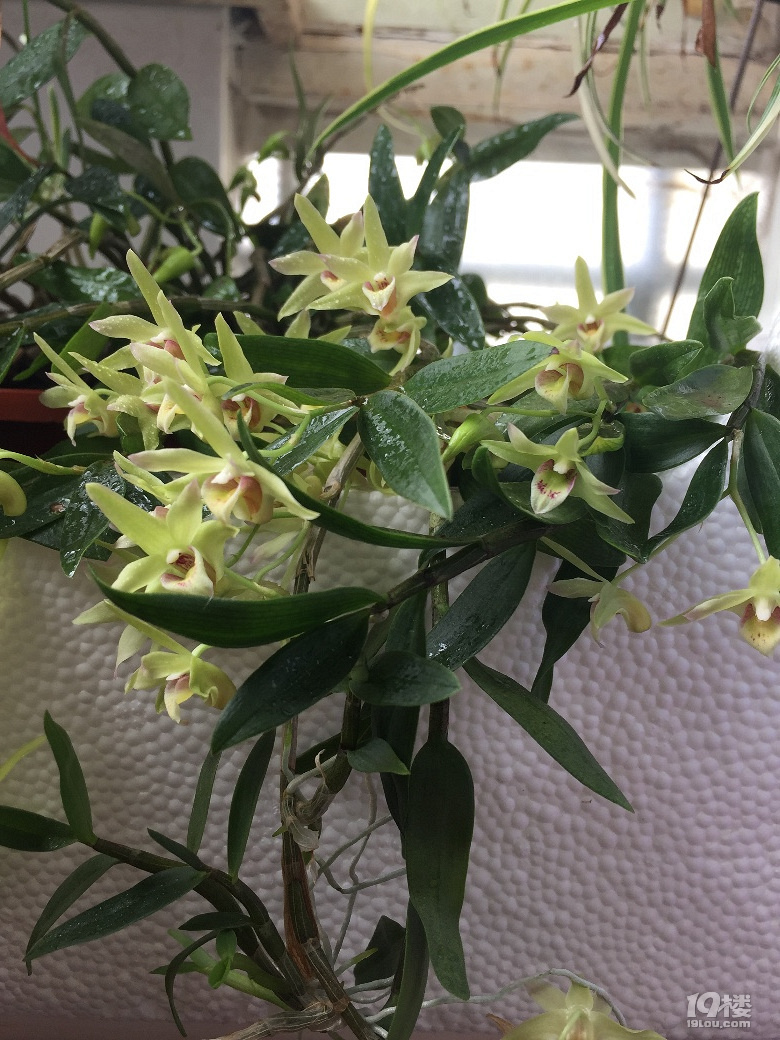 铁皮石斛花