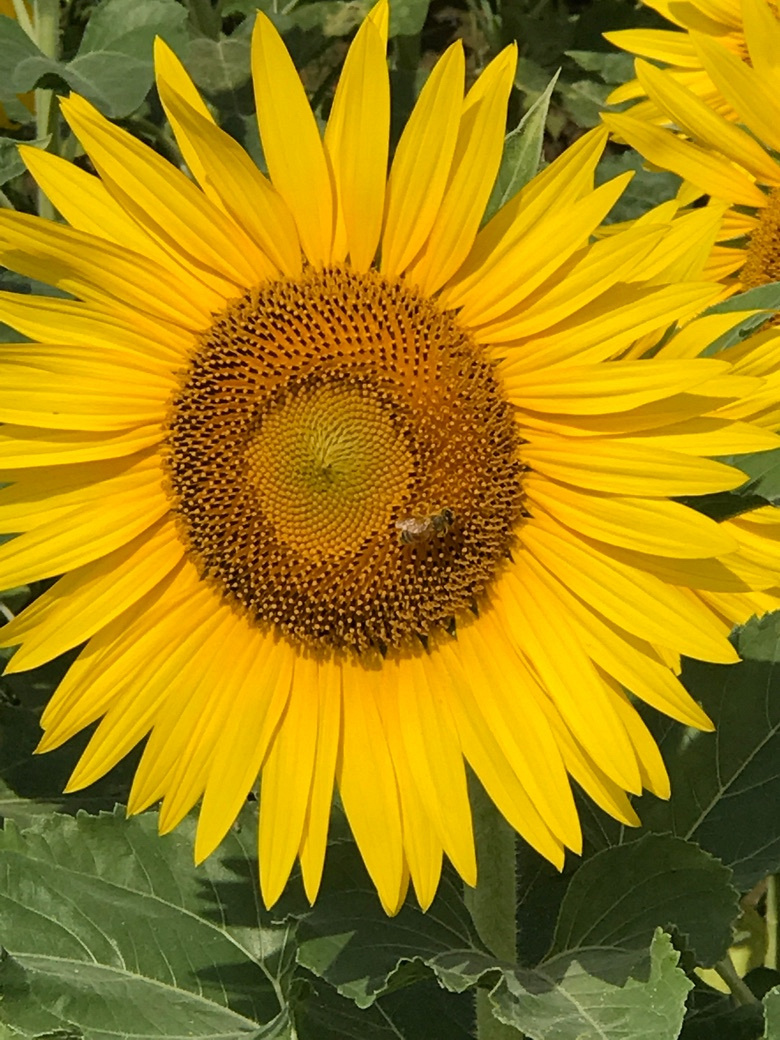 ��ա����տ�����