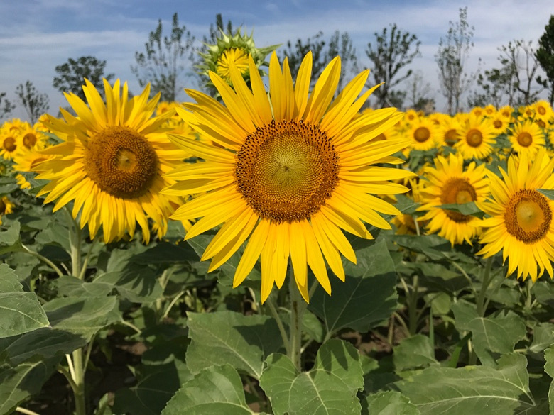 ��ա����տ�����