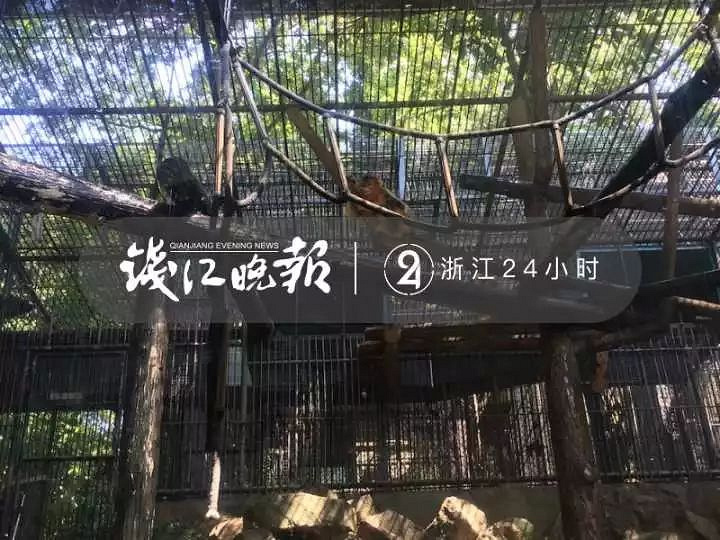 太热了!杭州动物园猴王发飙,疯狂砸木板!熊猫