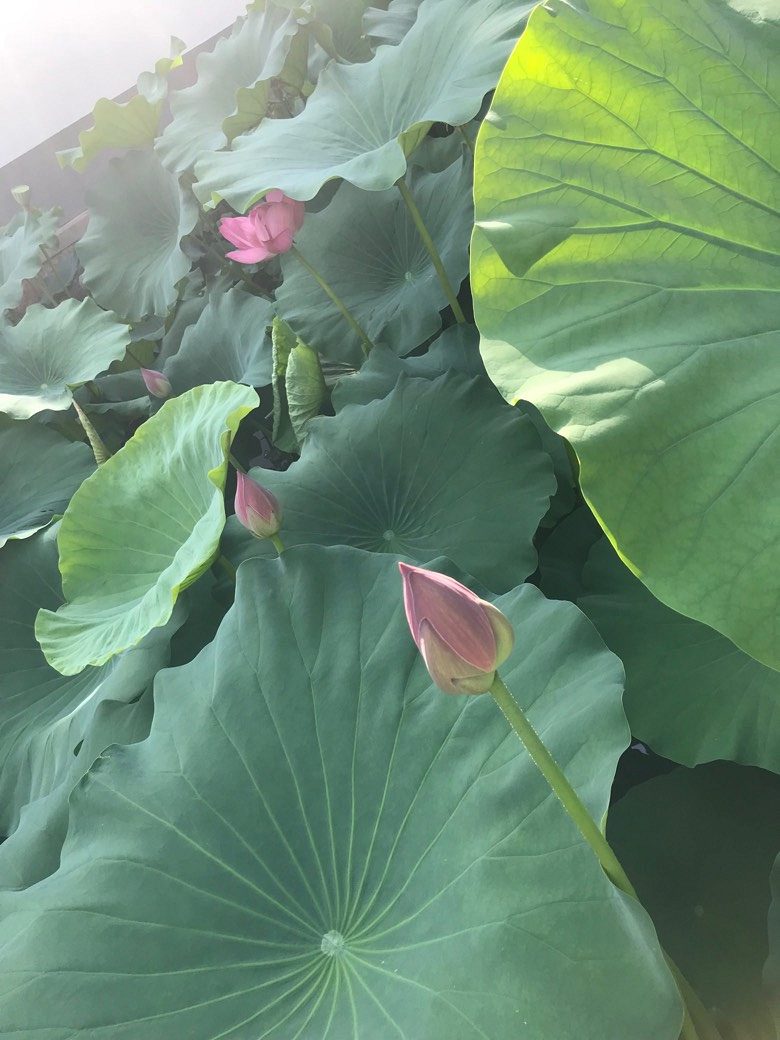 �����Ϻ�