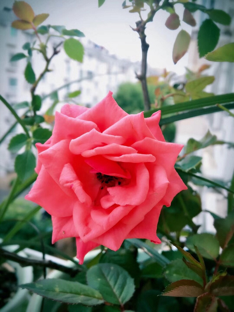 ��С�������Ļ���