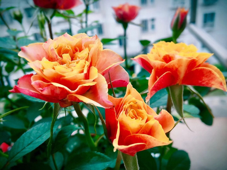 ��С�������Ļ���