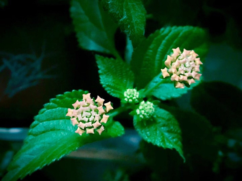 ��С�������Ļ���