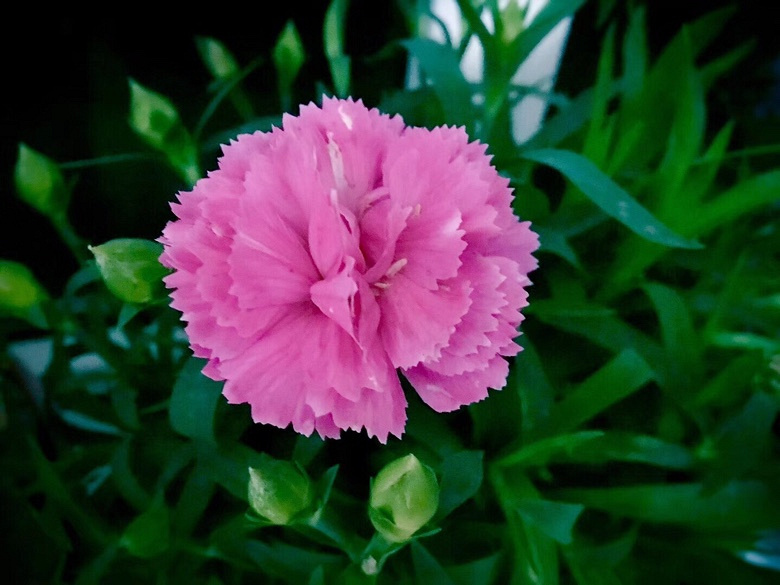 ��С�������Ļ���