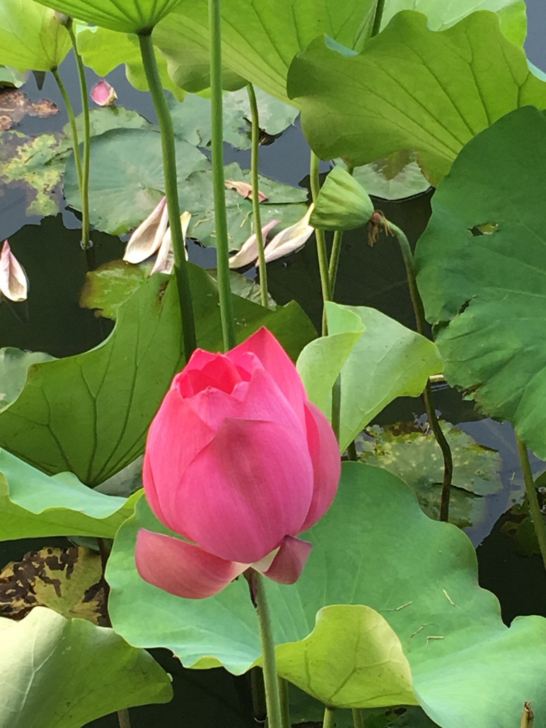 ���̳�����Ӱ�裬���պɻ�Ҷɫ��