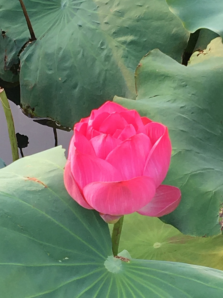 ���̳�����Ӱ�裬���պɻ�Ҷɫ��