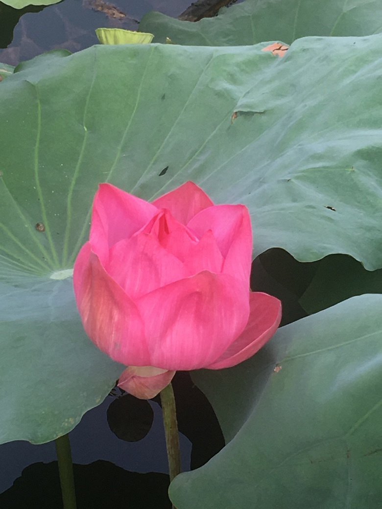 ���̳�����Ӱ�裬���պɻ�Ҷɫ��