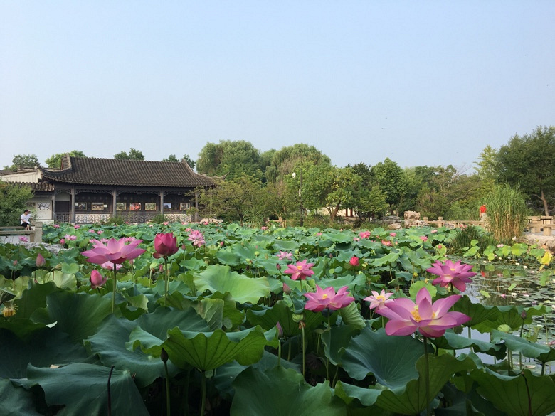 ���̳�����Ӱ�裬���պɻ�Ҷɫ��