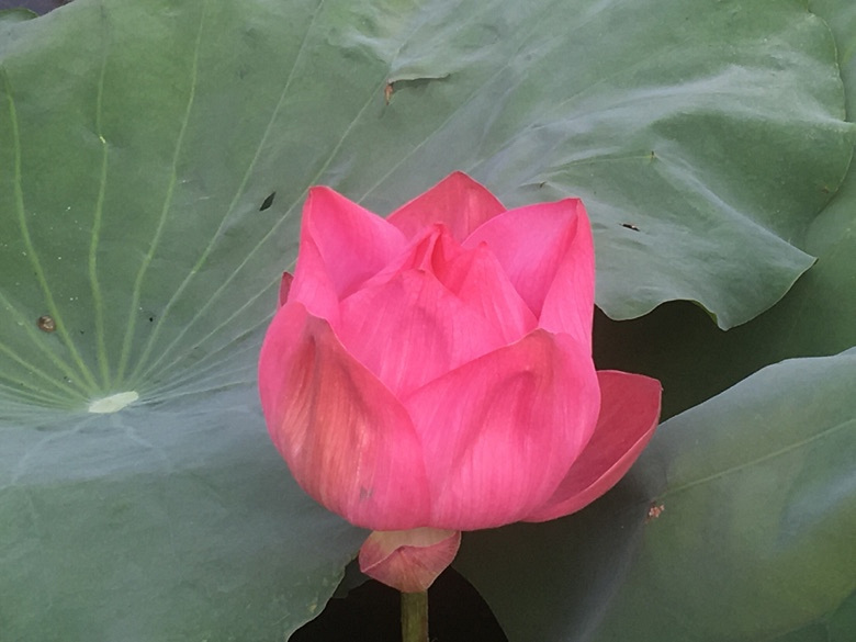 ���̳�����Ӱ�裬���պɻ�Ҷɫ��