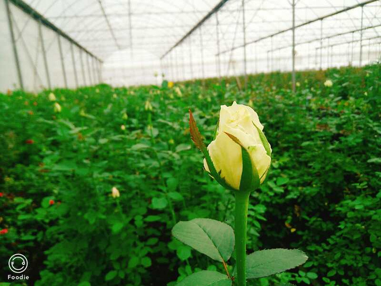 ��һ���Ҹ����ڼ��ˣ����ж��û�и�����һ���׻���