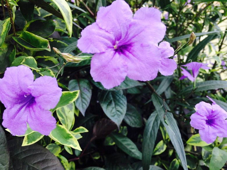 ����С����