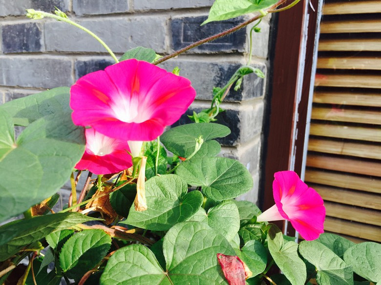 ��ʹ���ɹ���Ҳ�����ڿհ�