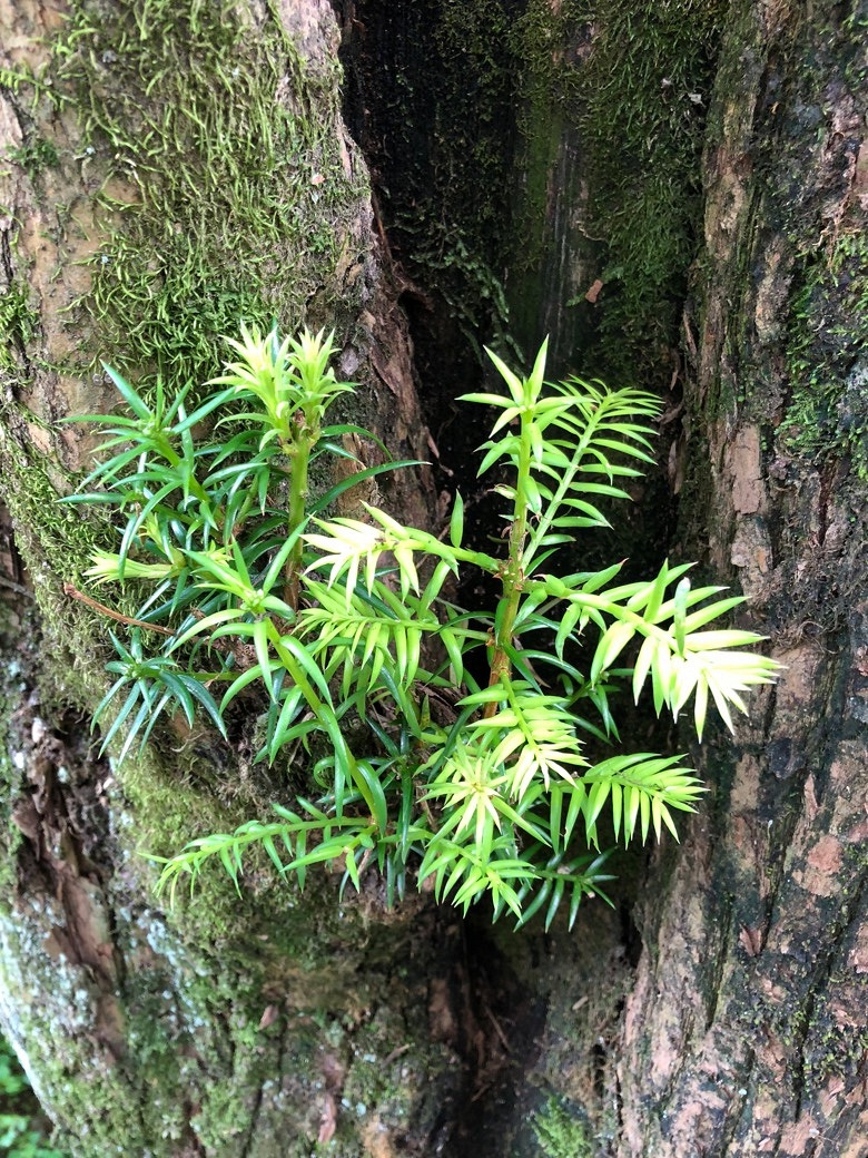 �۲������ţ�