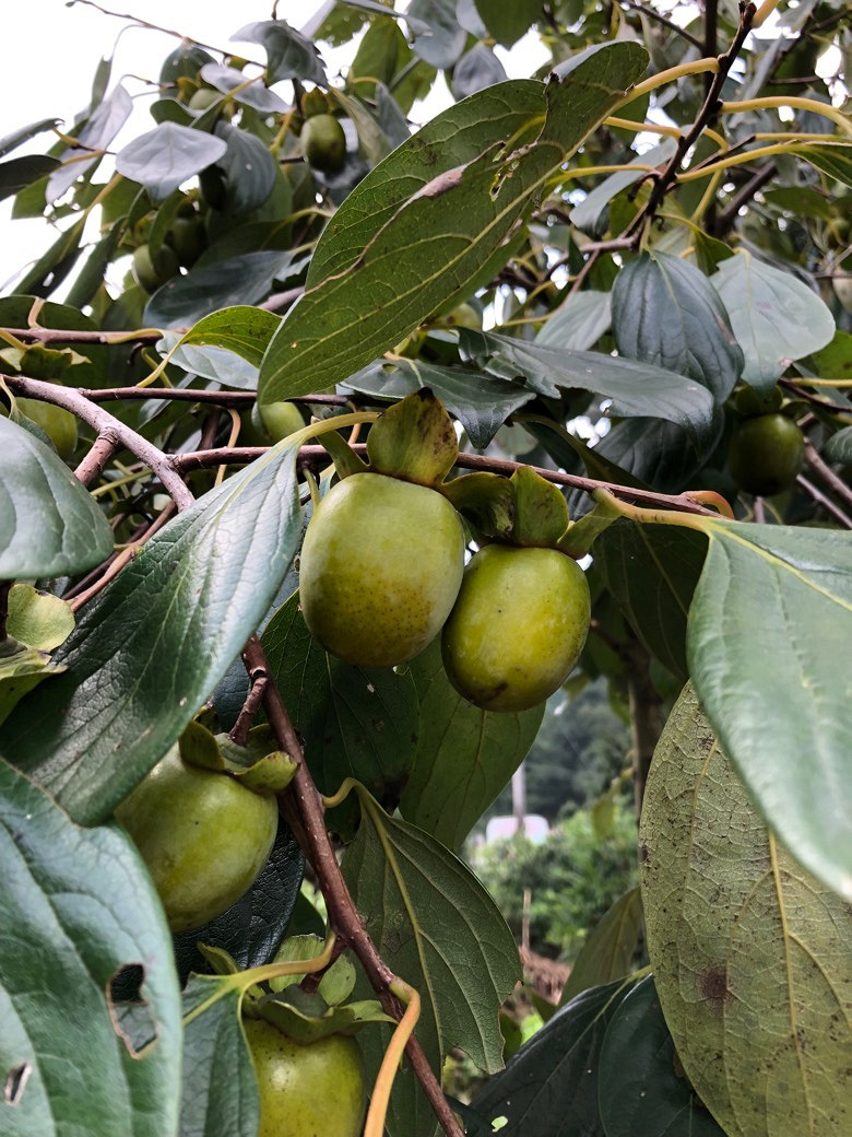 �۲������ţ�