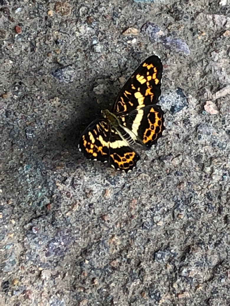 �۲������ţ�