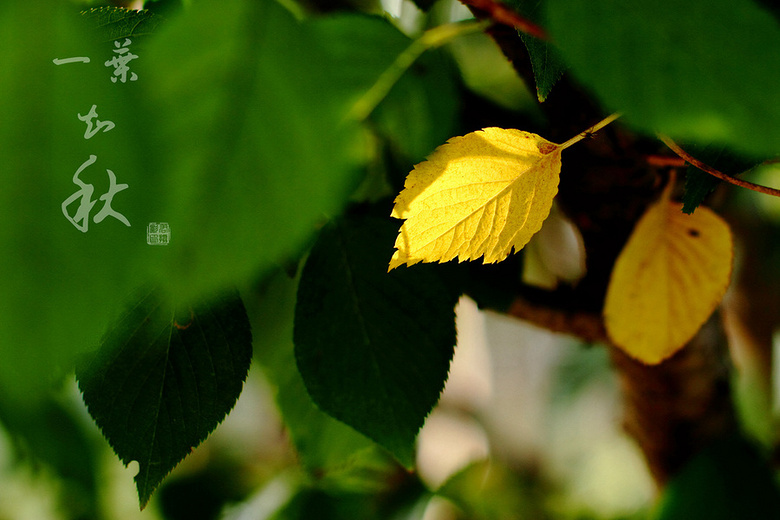 ��ĩ����