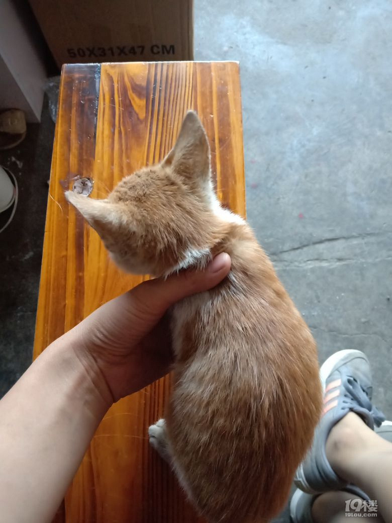 小橘猫有人养吗