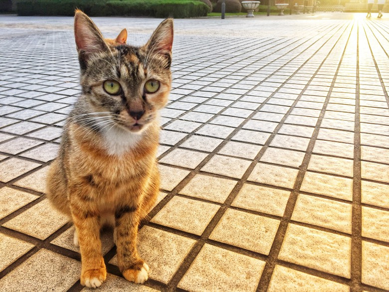 ����һ��Уè