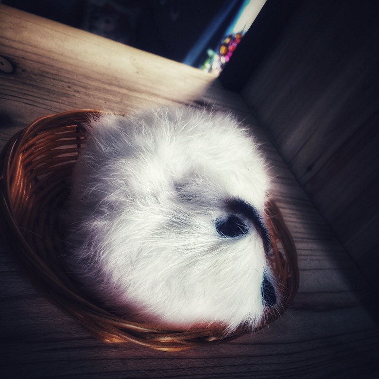 �Ϻ�����︽������è����