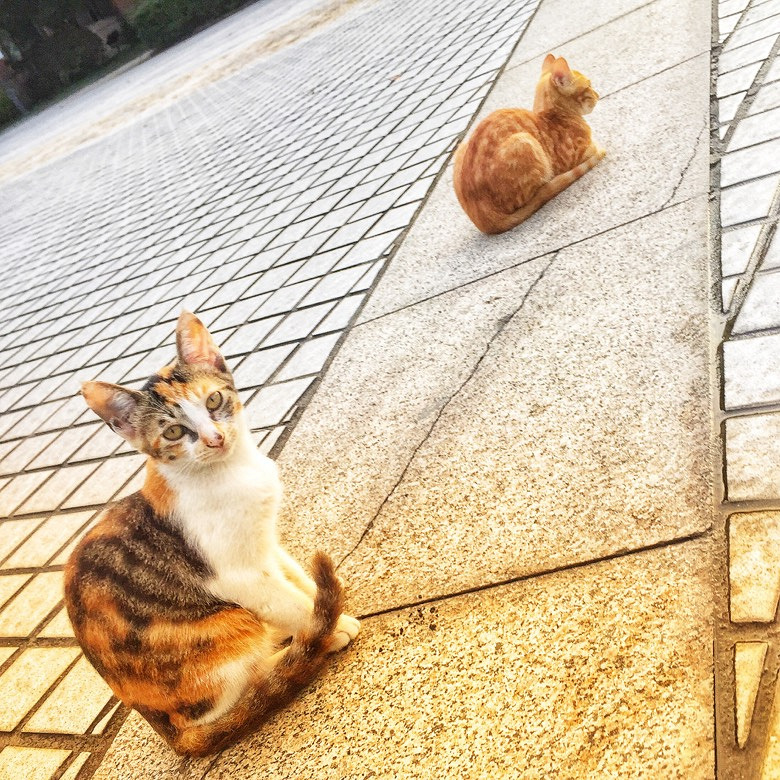 ����һ��Уè