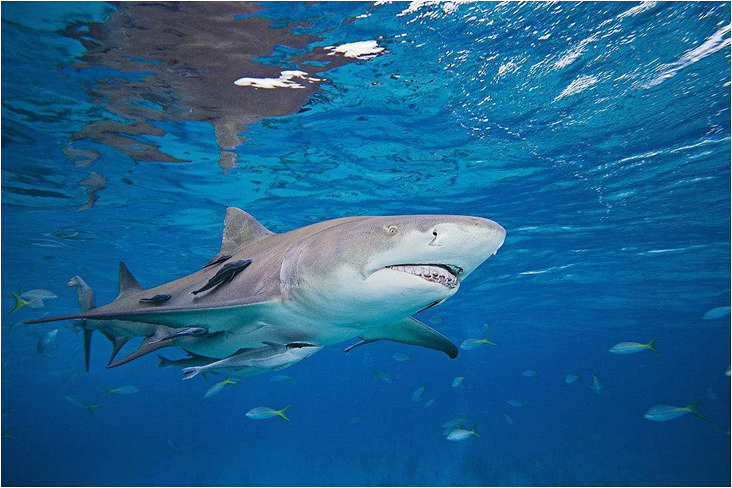 吾悦广场!今天有人掉进那里的鲨鱼缸了,现场视频……