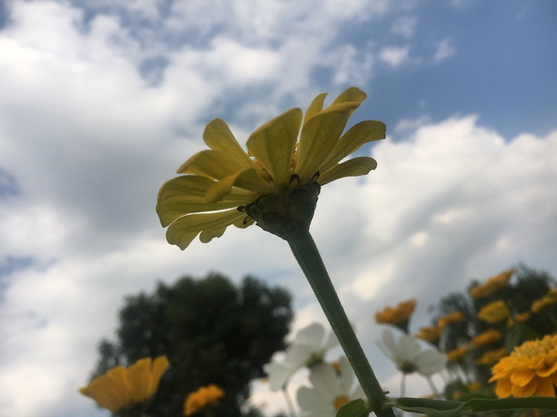 �����Ļ���