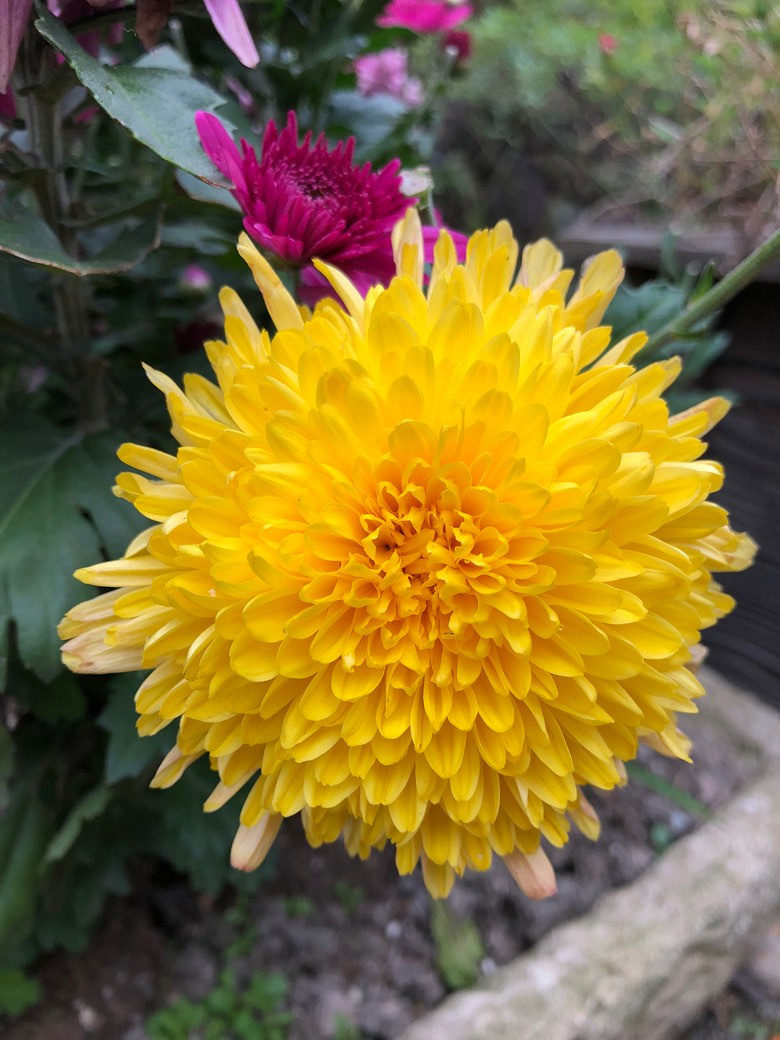 ����ɽ̽��