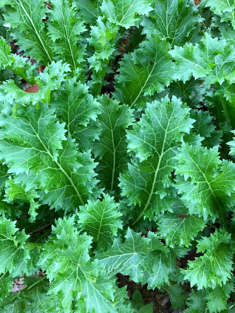 ����ɽ̽��