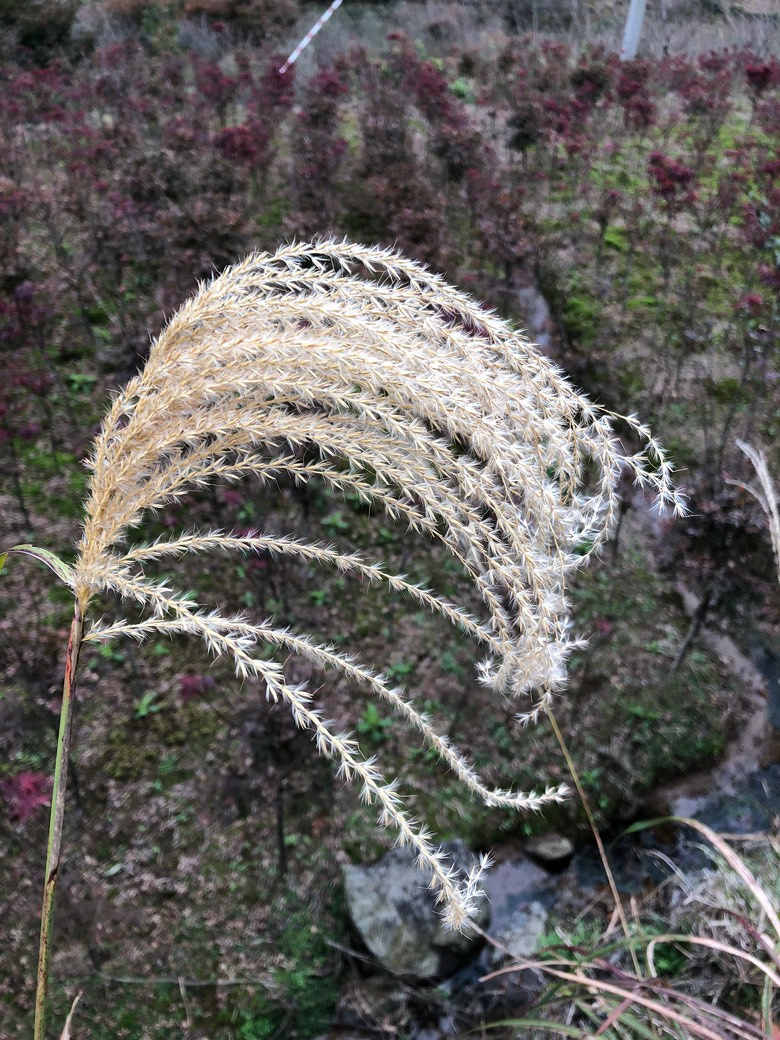 ����ɽ̽��