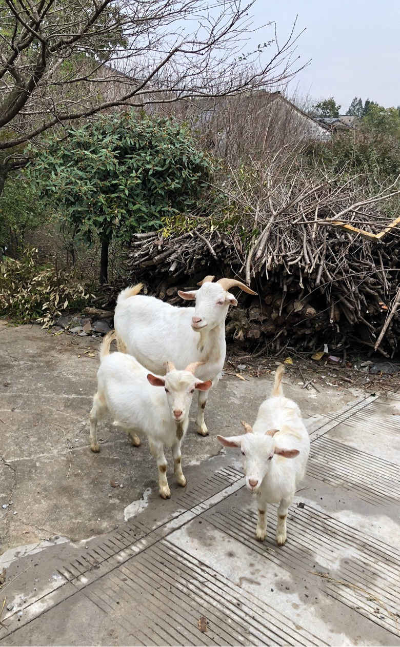 ����ɽ̽��