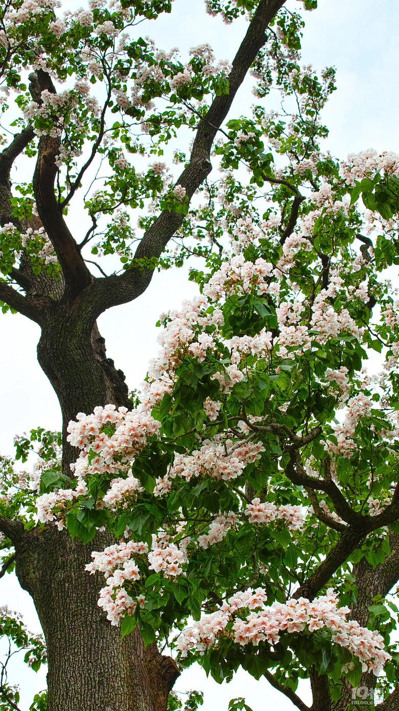 村上花树记千年梓树