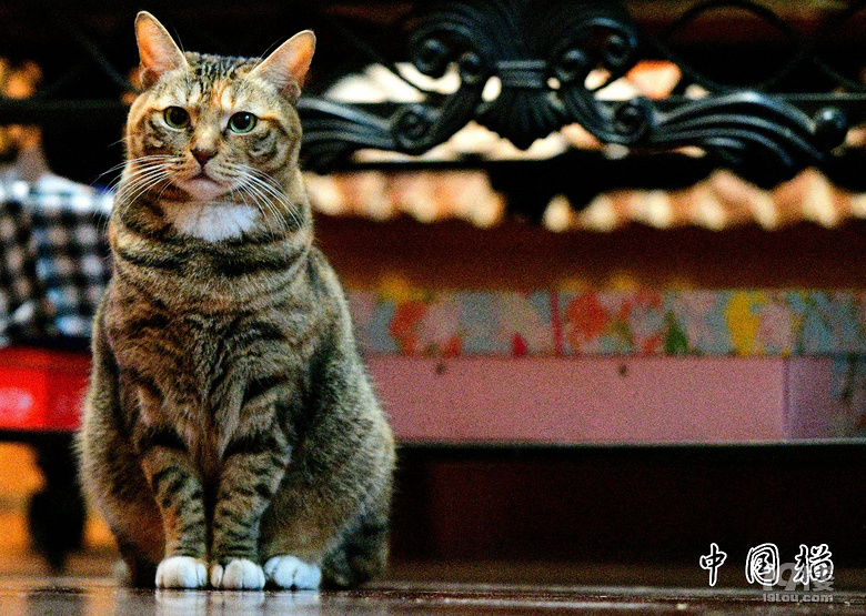 狸花猫白脚图片