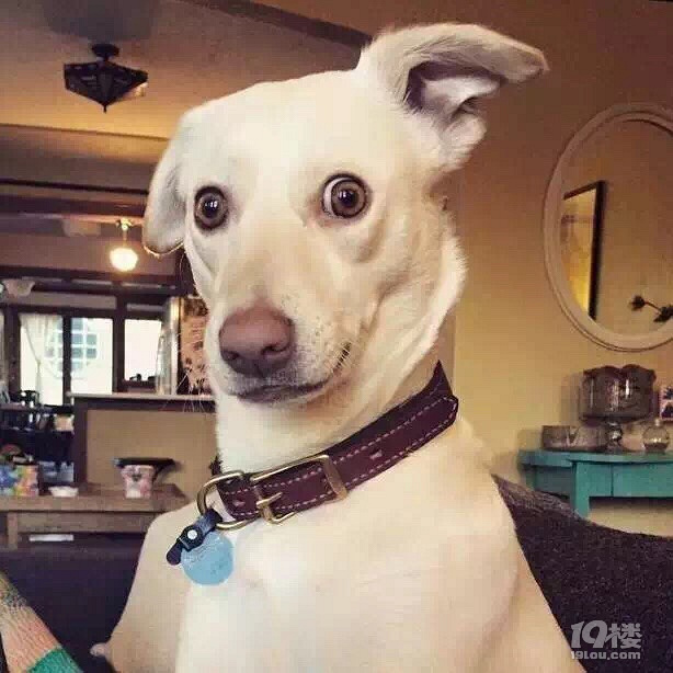 听到某一新八卦时表情是不是这样子