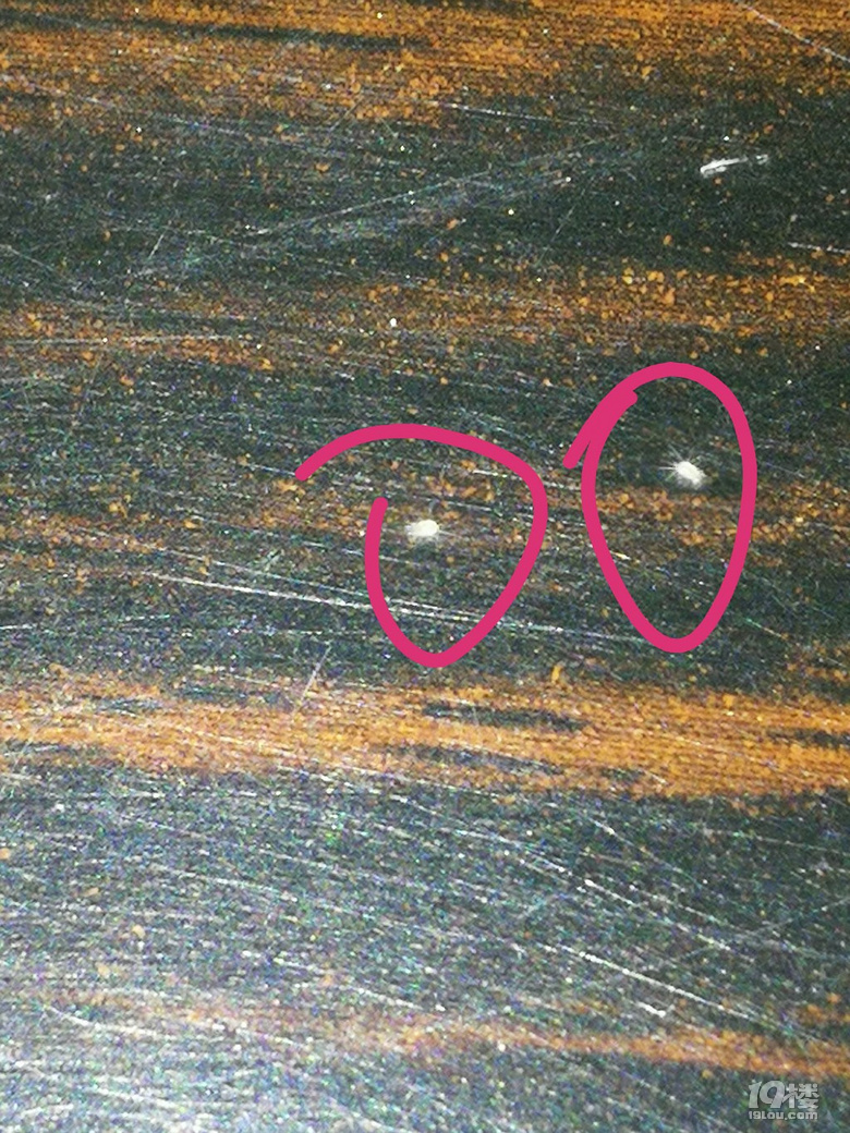 求助家具上出现白色的小虫