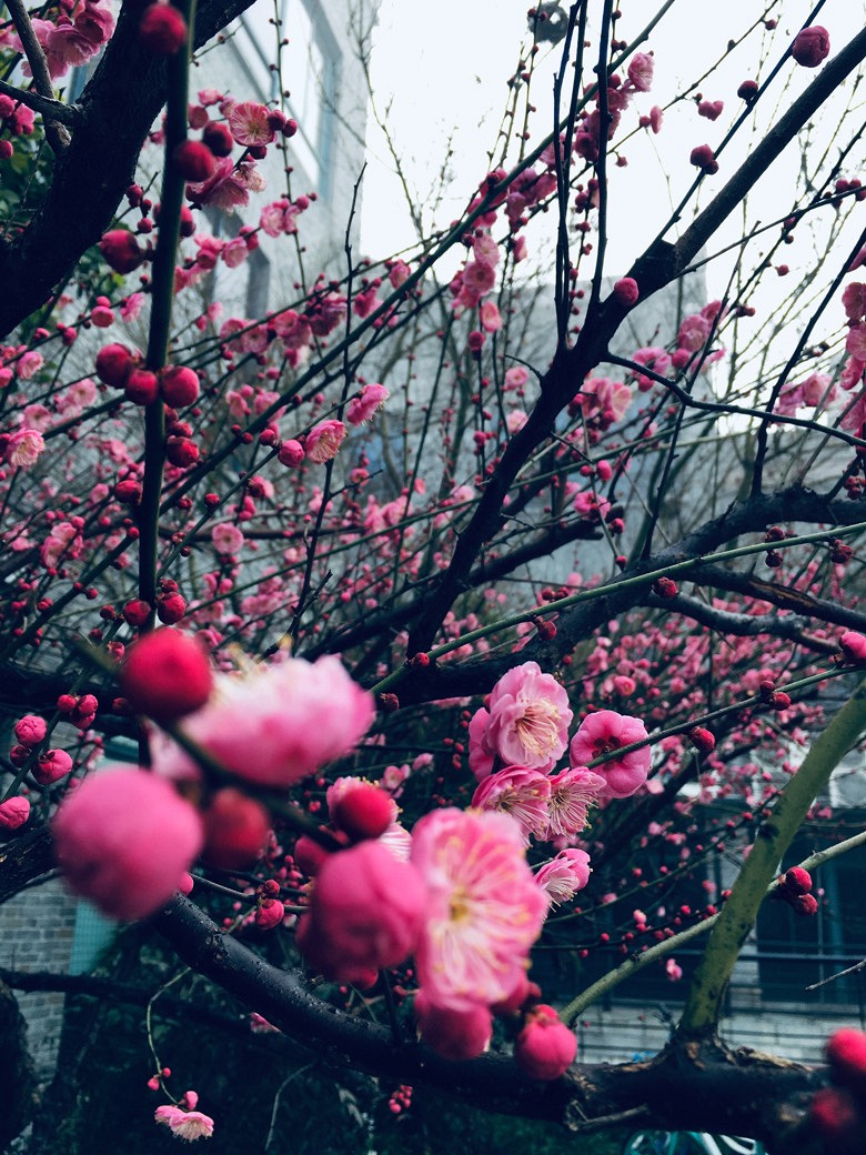 �������÷�峿��